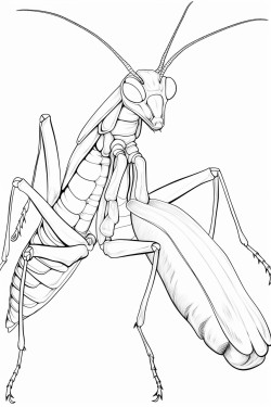 praying mantis facing forward arms spread