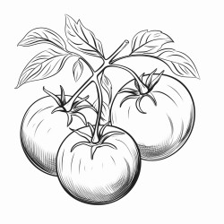 black and white coloring book drawing only medium thick outlines no grayscale simple drawing for kids drawing tomato