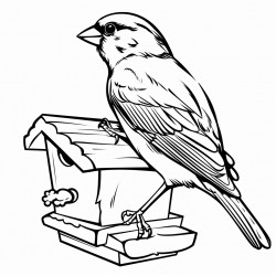 sparrow during winter time one bird feeder