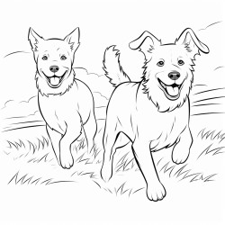 a flat haired labrador dog and a border collie dog running together on a farm
