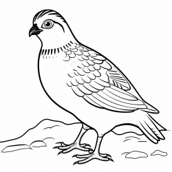 a cute icelandic partridge