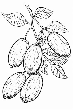 cocoa harvest