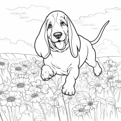 basset hound running through daisies
