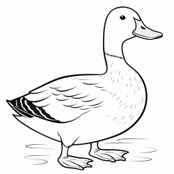 Duck