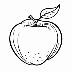 apple fruit