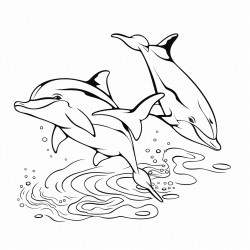 dolphins