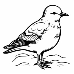 a cute icelandic arctic skua