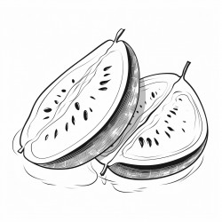 watermelon  thick black outline coloring book for kids no color no shading