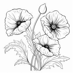 poppy flowers