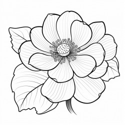 simple nuphar flower drawing with bold and black lines