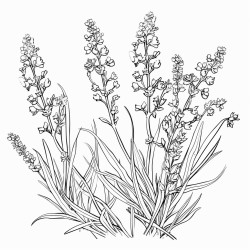 lavender