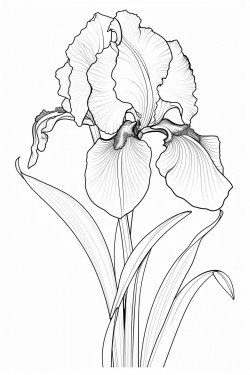 beautiful flower irise coloring page