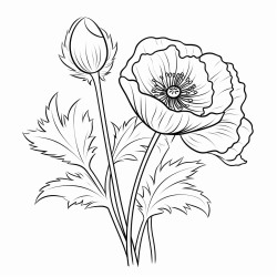 poppy