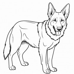 belgian malinois with long hair