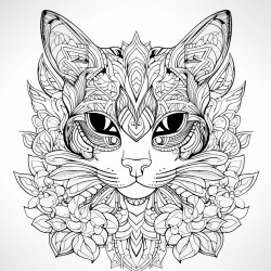 a cat