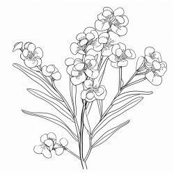 waxflower
