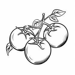 black and white coloring book drawing only medium thick outlines no grayscale simple drawing for kids drawing tomato
