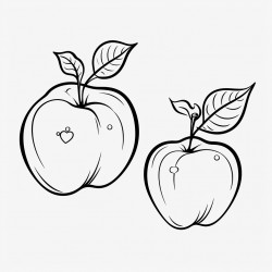 apple fruit