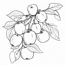 apple fruit