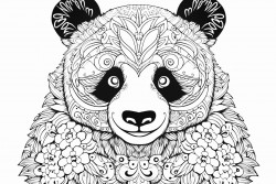 a panda