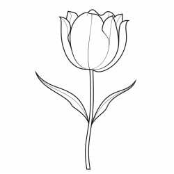 long stemmed tulip