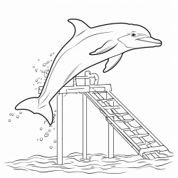 dolphin platform diving