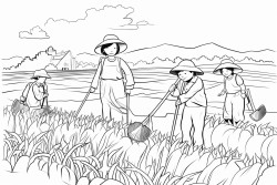 ugandees mais field where three ugandees adults are harvesting the field