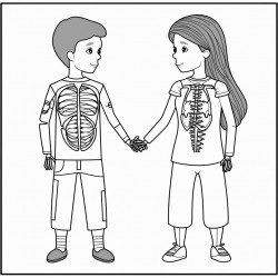 human anatomy