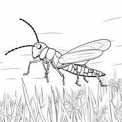 earwig with long forceps tail in a garden with sky background