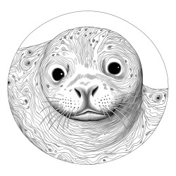 a common seal swimming