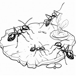 ants gathering food