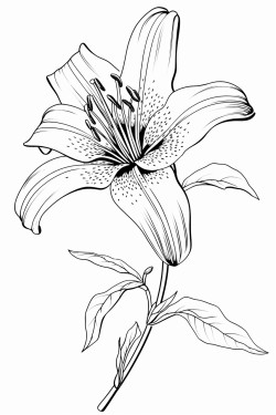 flower lily coloring page  with intricate pattern inside of it no color no shading thick line