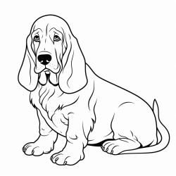 basset hound