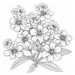 verbena flowers
