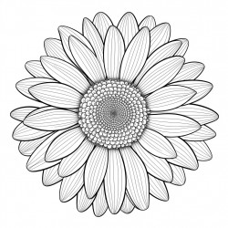 one daisy centered