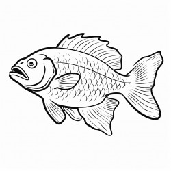 freshwater fish