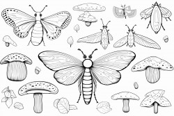 insects mushrooms