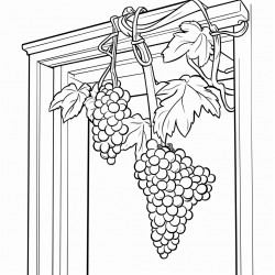 grapes hanged from a brach outside room corner window