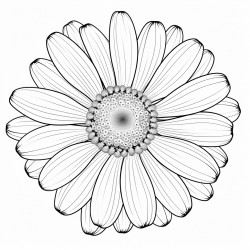 one daisy centered