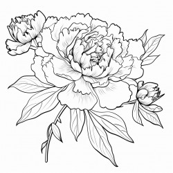 simple flower peony drawing with bold and black lines