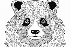 a panda