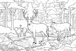 animals in a forrest