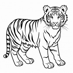 tiger