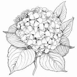 hydrangea