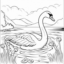 swan in lake