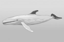 coloring page for kids whale flying cartoon style thick lines no shading  ar 911