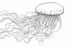 jellyfish