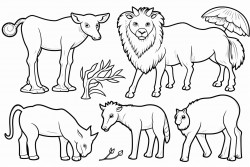 animal