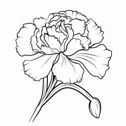 carnation flower