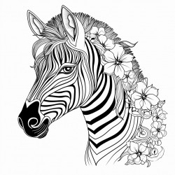 zebra